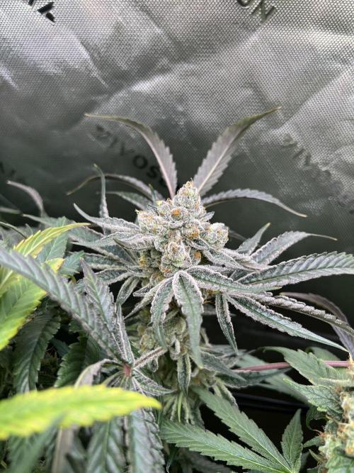 First run 100L autopot Tray2Grow. Week 16