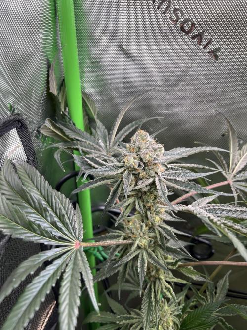 First run 100L autopot Tray2Grow. Week 16