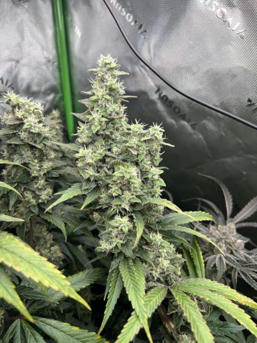 First run 100L autopot Tray2Grow. Week 16