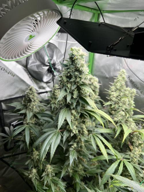 First run 100L autopot Tray2Grow. Week 16