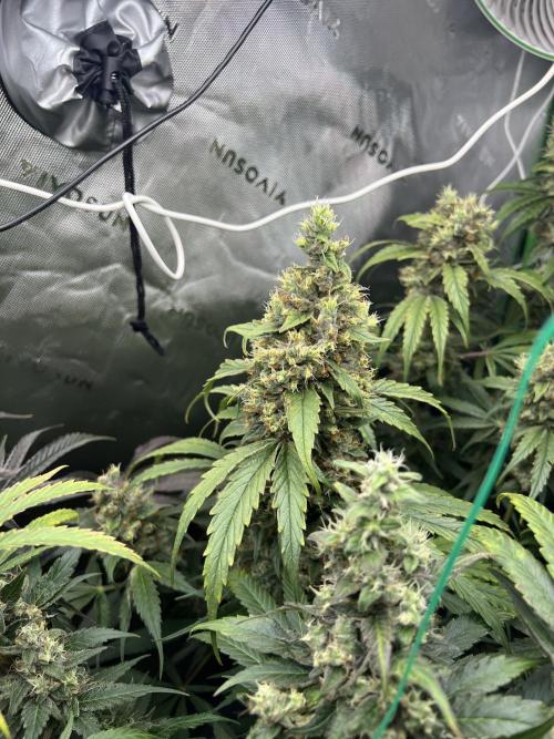 First run 100L autopot Tray2Grow. Week 16