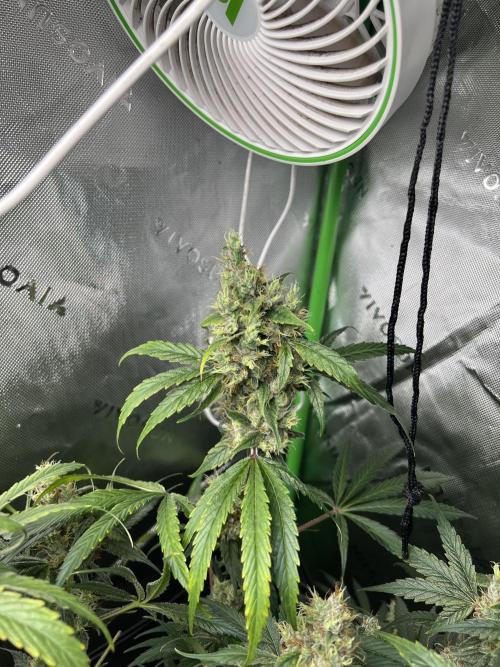 First run 100L autopot Tray2Grow. Week 16