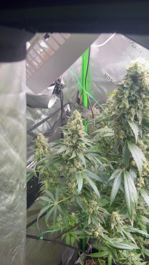 First run 100L autopot Tray2Grow