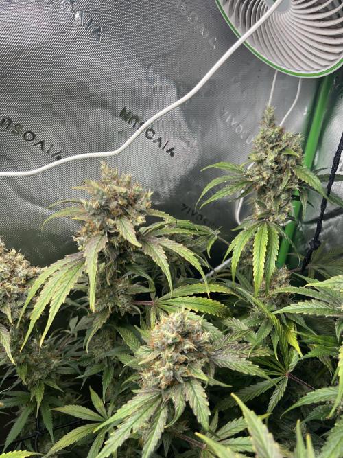 First run 100L autopot Tray2Grow. Week 17