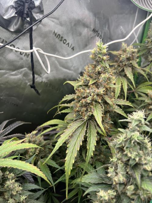 First run 100L autopot Tray2Grow. Week 17