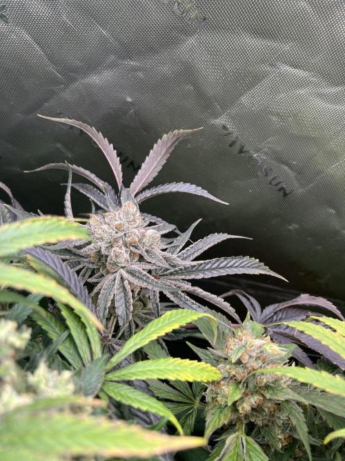 First run 100L autopot Tray2Grow. Week 17