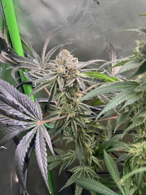 First run 100L autopot Tray2Grow. Week 17