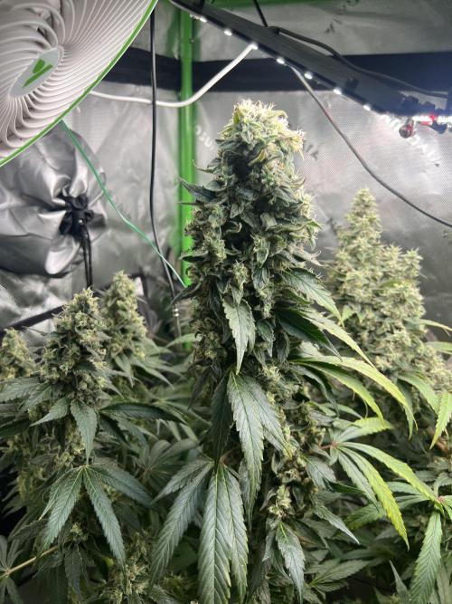 First run 100L autopot Tray2Grow. Week 17