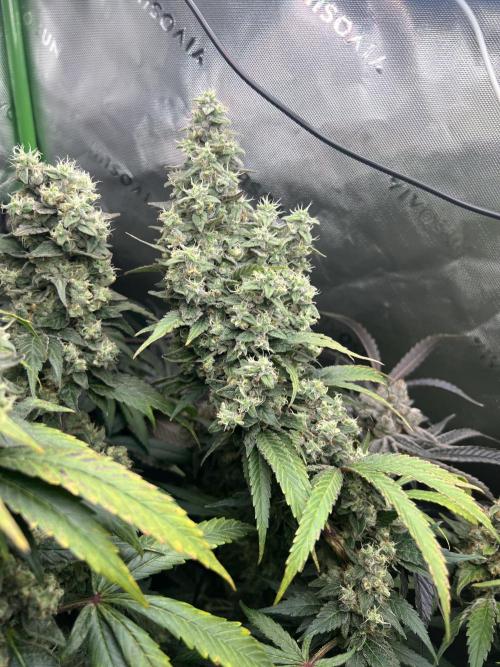 First run 100L autopot Tray2Grow. Week 17