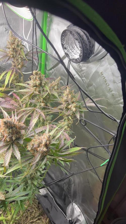 First run 100L autopot Tray2Grow