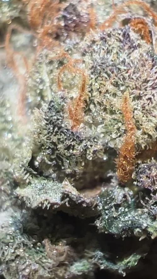 First run 100L autopot Tray2Grow