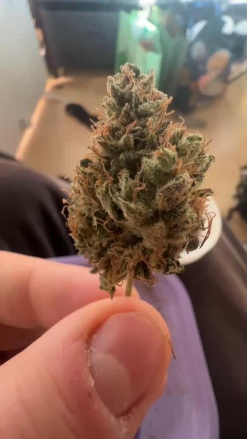 First run 100L autopot Tray2Grow