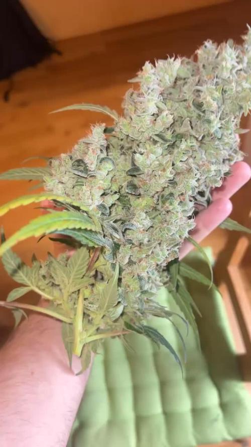 First run 100L autopot Tray2Grow