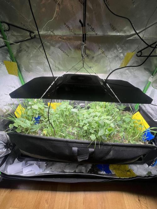 Stecklinge von MannyTs Selection. Week 2