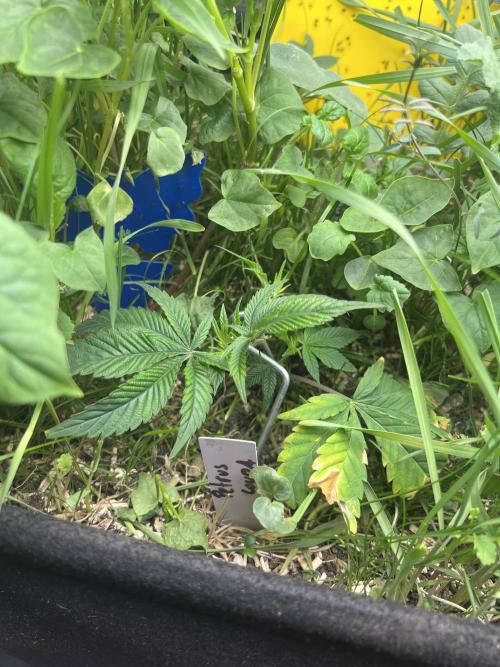 Stecklinge von MannyTs Selection. Week 2