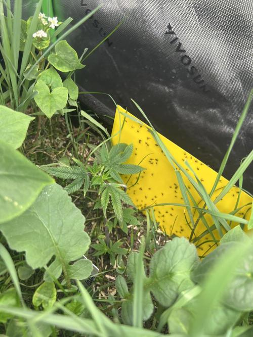 Stecklinge von MannyTs Selection. Week 2