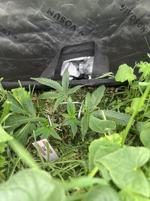 Stecklinge von MannyTs Selection. Week 2