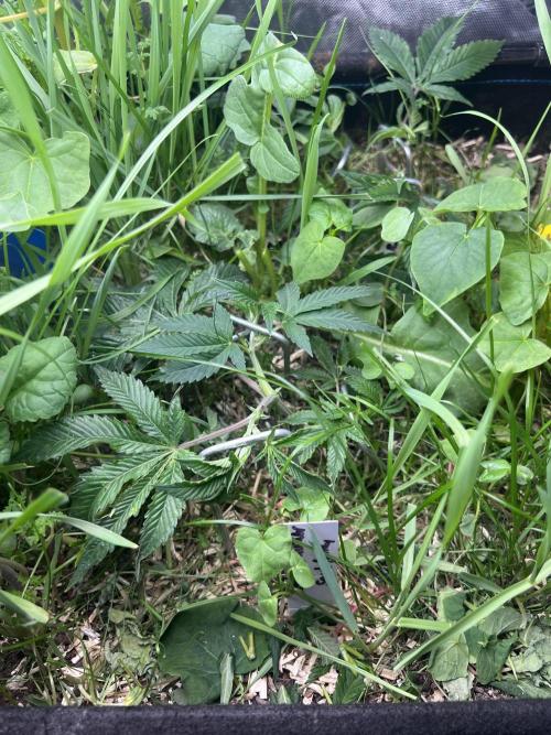 Stecklinge von MannyTs Selection. Week 2