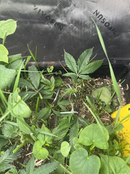 Stecklinge von MannyTs Selection. Week 2