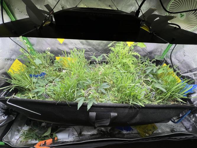 Stecklinge von MannyTs Selection. Week 3