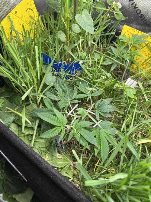 Stecklinge von MannyTs Selection. Week 3