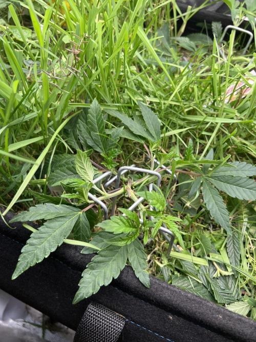 Stecklinge von MannyTs Selection. Week 3