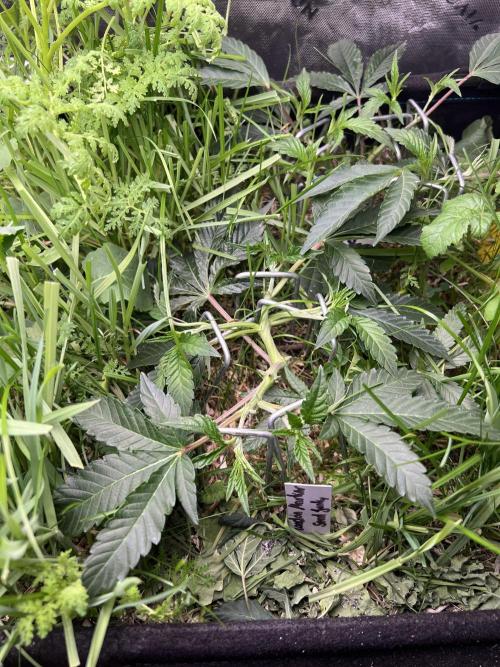 Stecklinge von MannyTs Selection. Week 3