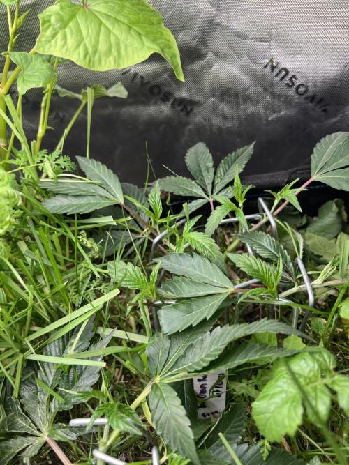 Stecklinge von MannyTs Selection. Week 3