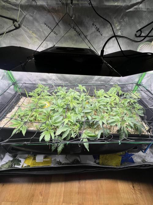 Stecklinge von MannyTs Selection. Week 4