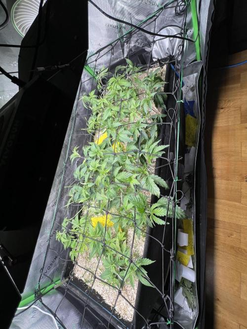 Stecklinge von MannyTs Selection. Week 4