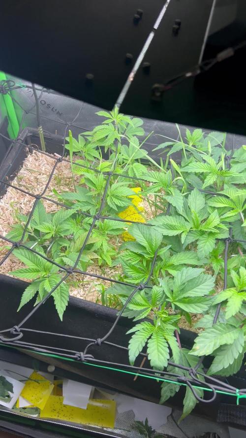 Stecklinge von MannyTs Selection