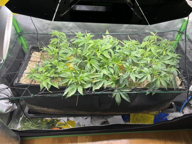 Stecklinge von MannyTs Selection. Week 5