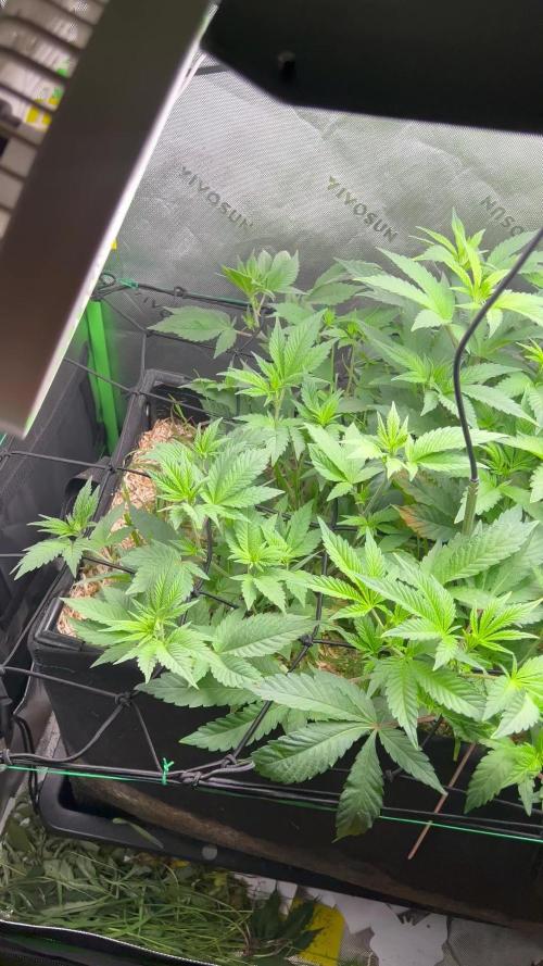 Stecklinge von MannyTs Selection