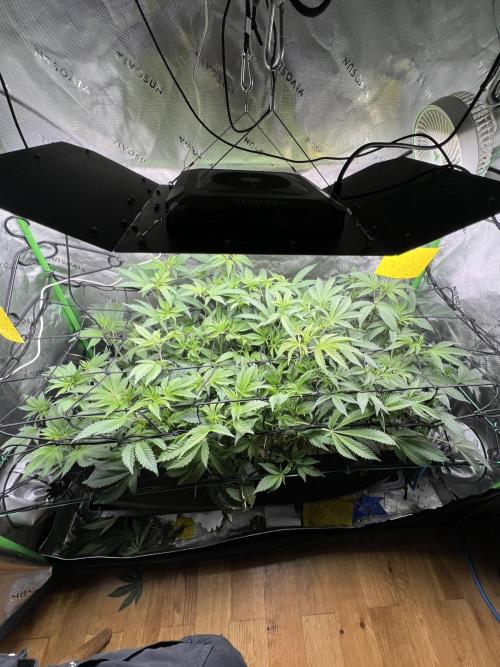 Stecklinge von MannyTs Selection. Week 6