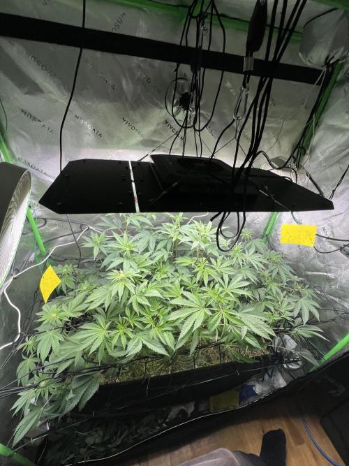 Stecklinge von MannyTs Selection. Week 7