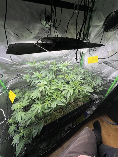 Stecklinge von MannyTs Selection. Week 7
