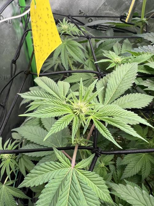 Stecklinge von MannyTs Selection. Week 7