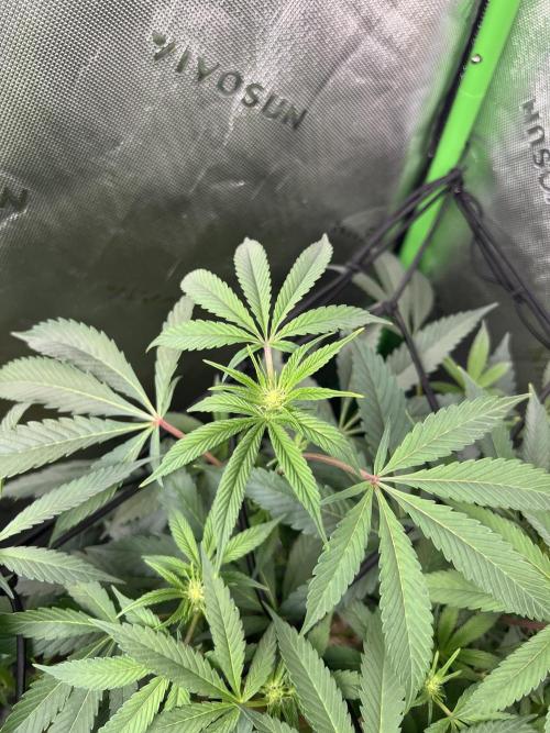 Stecklinge von MannyTs Selection. Week 7