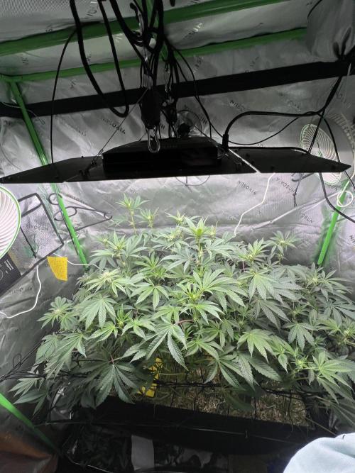 Stecklinge von MannyTs Selection. Week 8