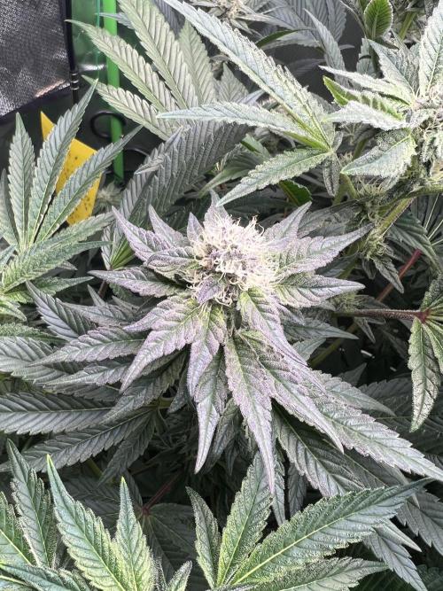 Stecklinge von MannyTs Selection. Week 10