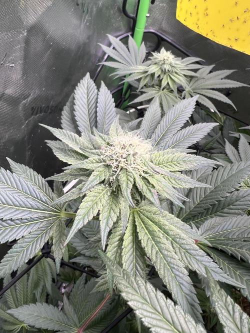 Stecklinge von MannyTs Selection. Week 10