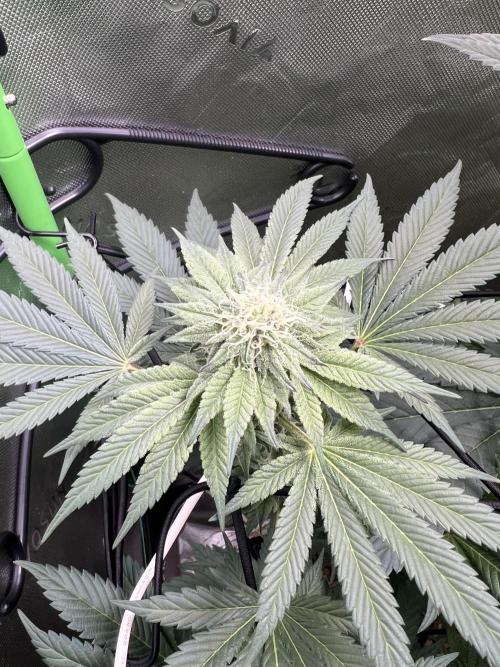 Stecklinge von MannyTs Selection. Week 10