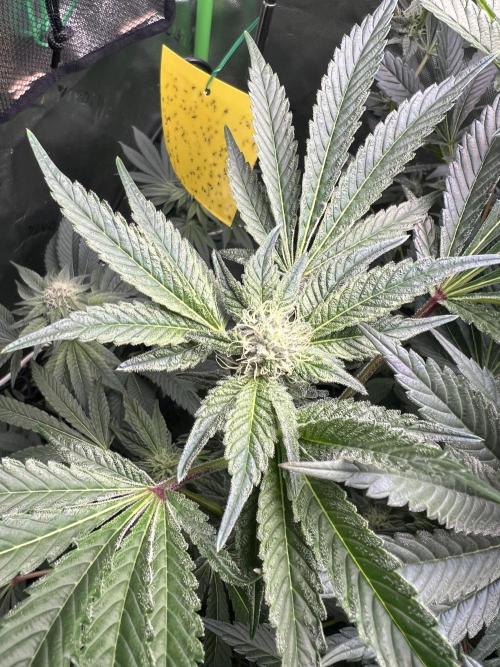Stecklinge von MannyTs Selection. Week 10