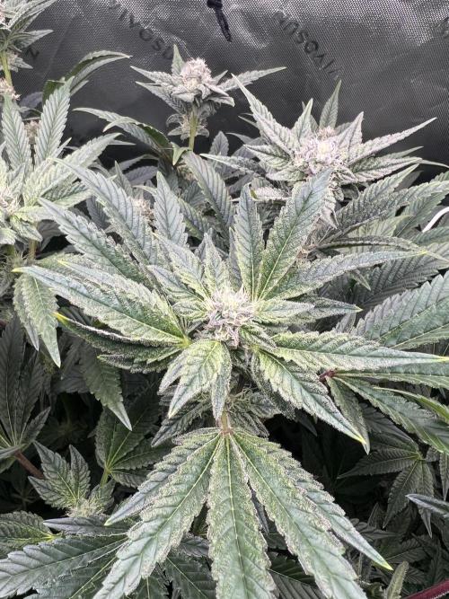 Stecklinge von MannyTs Selection. Week 10