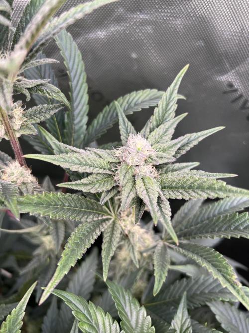 Stecklinge von MannyTs Selection. Week 10