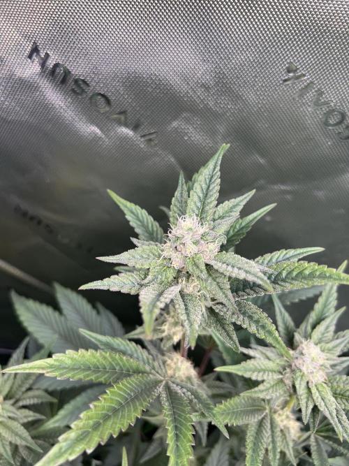 Stecklinge von MannyTs Selection. Week 10