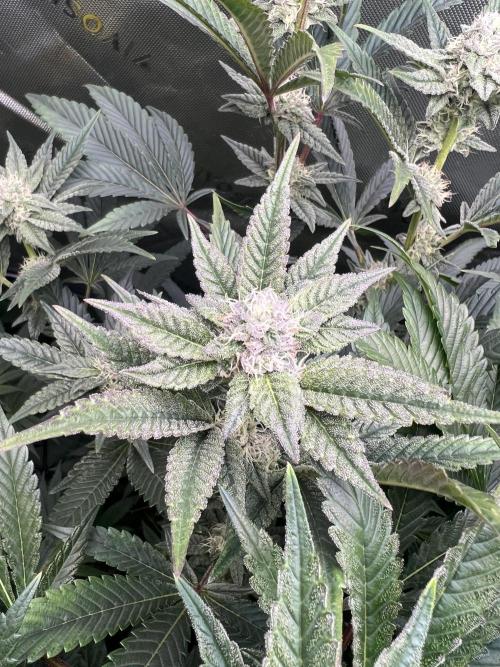 Stecklinge von MannyTs Selection. Week 10