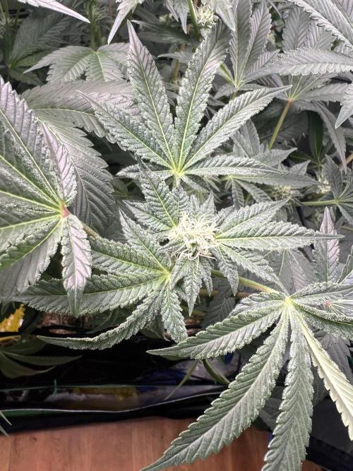 Stecklinge von MannyTs Selection. Week 10