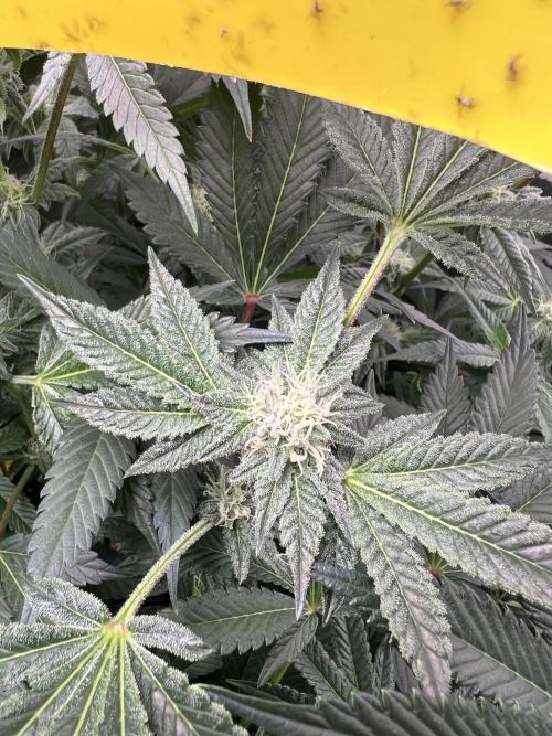 Stecklinge von MannyTs Selection. Week 10