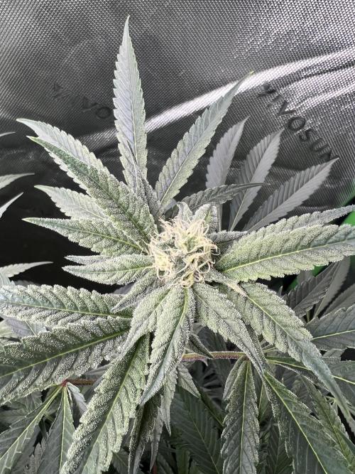 Stecklinge von MannyTs Selection. Week 10